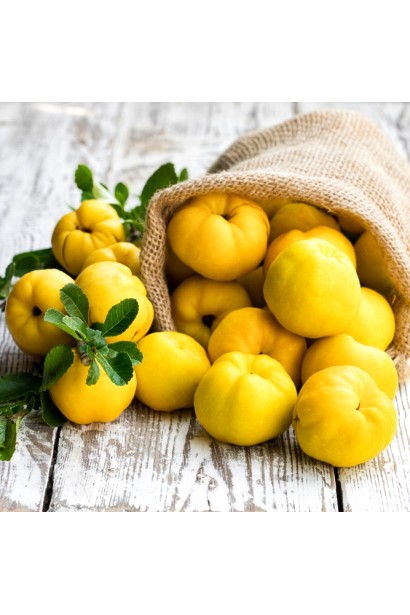 Соковиті плоди айви Мускатної для варення та компотів